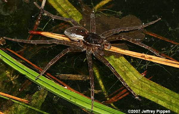 Six-spotted Fishing Spider, Shoreline Fishing Spider (Dolomedes triton)
