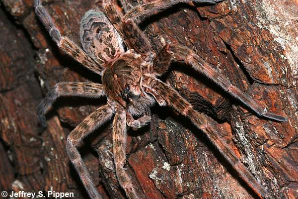 Dark Fishing Spider (Dolomedes tenebrosus)