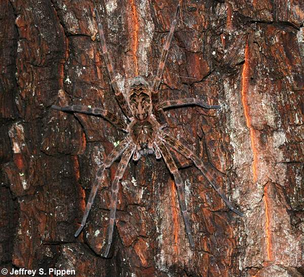 Dark Fishing Spider (Dolomedes tenebrosus)