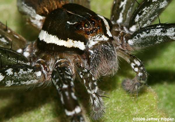 Six-spotted Fishing Spider, Shoreline Fishing Spider (Dolomedes triton)