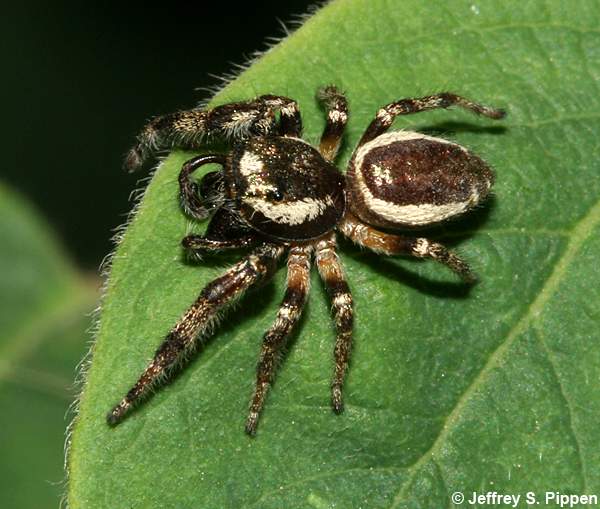 Bronze Jumper (Eris militaris)