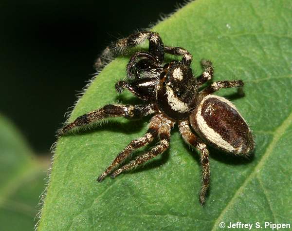 Bronze Jumper (Eris militaris)