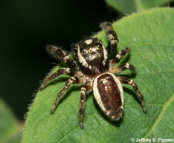 Bronze Jumper (Eris militaris)