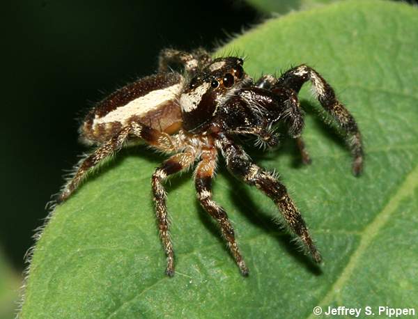 Bronze Jumper (Eris militaris)