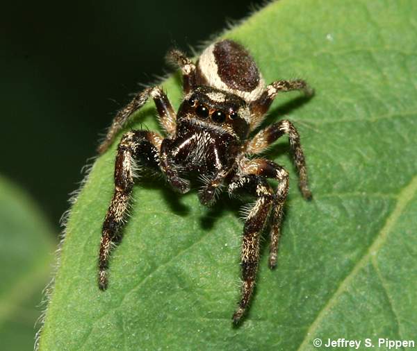Bronze Jumper (Eris militaris)