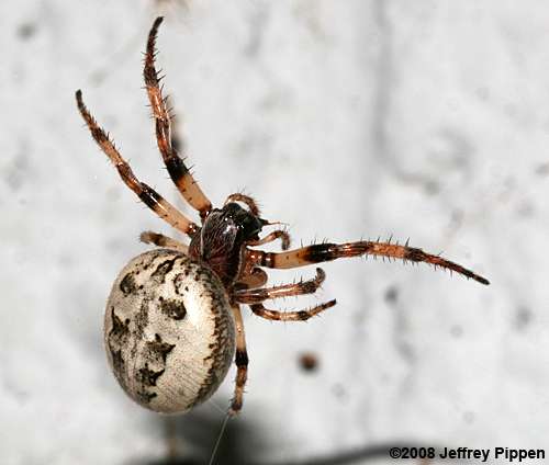 Foliate Spider (Larinioides cornutus)