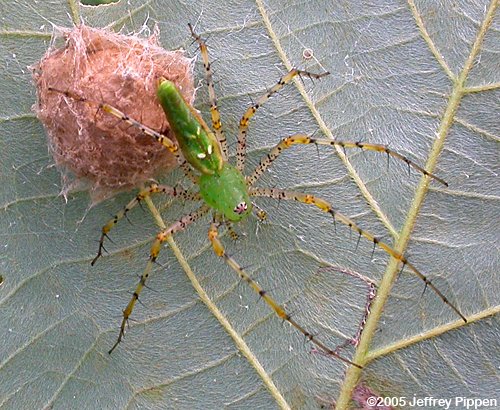 Green Lynx Spider (Peucetia viridans)