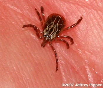 Gulf Coast Tick (Amblyomma maculatum)