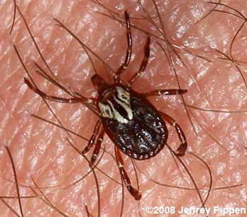 Gulf Coast Tick (Amblyomma maculatum)