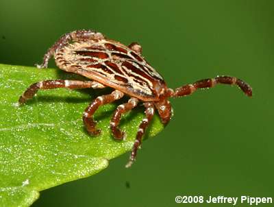 Gulf Coast Tick (Amblyomma maculatum)