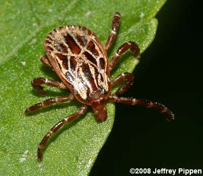Gulf Coast Tick (Amblyomma maculatum)