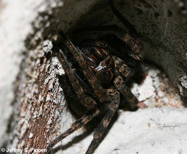 Carolina Wolf Spider (Hogna carolinensis)