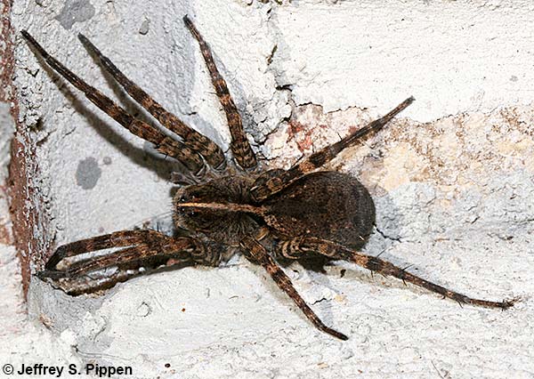 Carolina Wolf Spider (Hogna carolinensis)