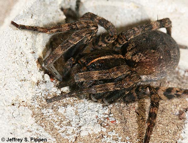 Carolina Wolf Spider (Hogna carolinensis)