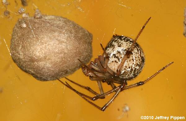 Common House Spider (Achaearanea tepidariorum, Parasteatoda tepidariorum)