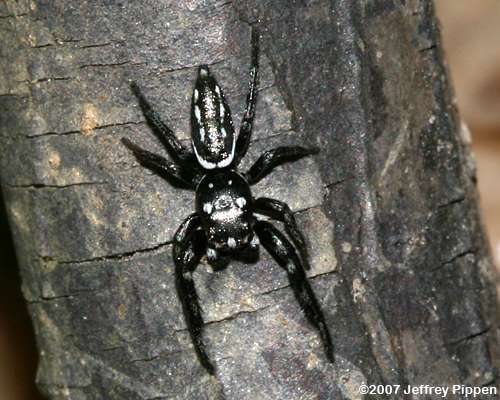Jumping Spider (Marpissa bina)