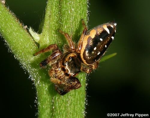 Golden Jumping Spider (Paraphidippus aurantius)