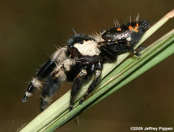 Jumping Spider (Phidippus otiosus)