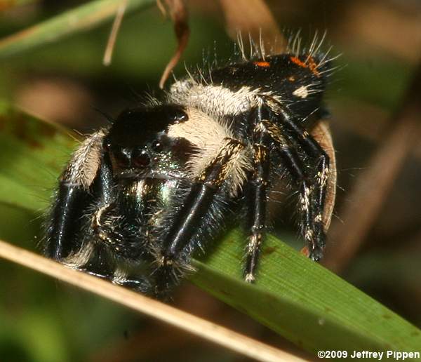 Jumping Spider (Phidippus otiosus)