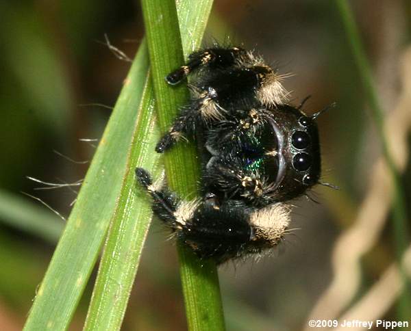 Jumping Spider (Phidippus otiosus)