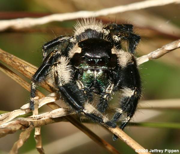 Jumping Spider (Phidippus otiosus)