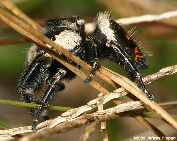 Jumping Spider (Phidippus otiosus)