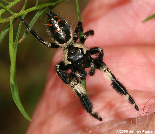 Jumping Spider (Phidippus otiosus)