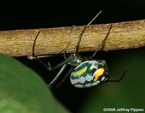 Orchard Spider (Leucauge venusta)