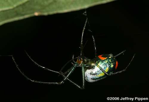 Orchard Spider (Leucauge venusta)