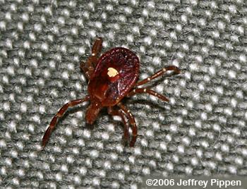 Lone Star Tick (Amblyomma americanum)