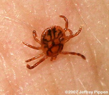 Lone Star Tick (Amblyomma americanum)