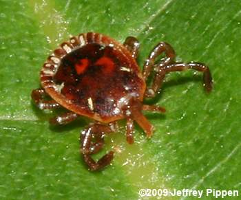 Lone Star Tick (Amblyomma americanum)