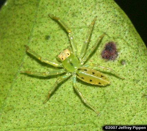 Green Jumping Spider (Lyssomanes viridis)