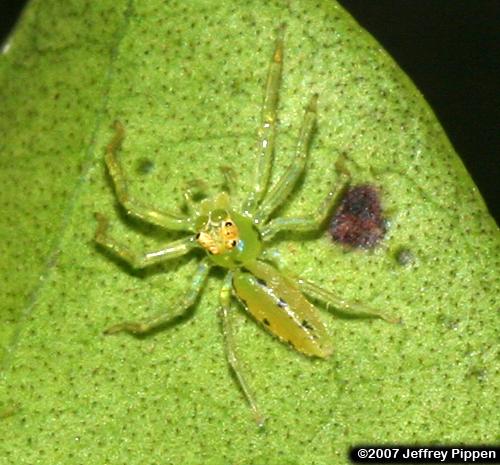 Green Jumping Spider (Lyssomanes viridis)
