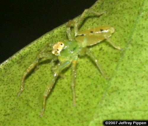 Green Jumping Spider (Lyssomanes viridis)