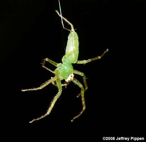 Green Jumping Spider (Lyssomanes viridis)