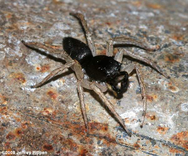 Dimorphic Jumping Spider (Maevia inclemens)