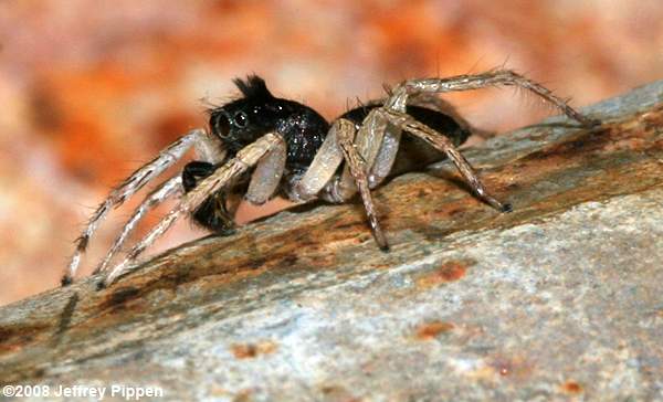 Dimorphic Jumping Spider (Maevia inclemens)