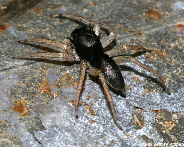 Dimorphic Jumping Spider (Maevia inclemens)