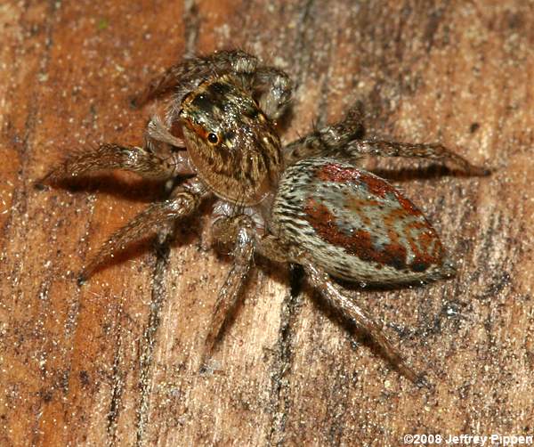 Dimorphic Jumping Spider(Maevia inclemens)