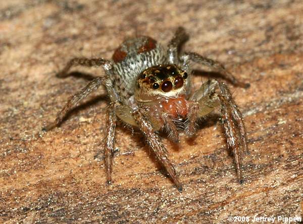 Dimorphic Jumping Spider(Maevia inclemens)