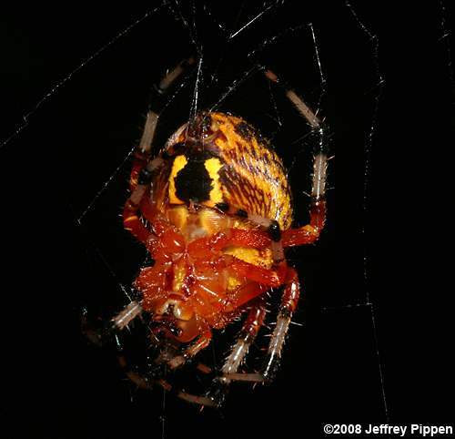 Marbled Orbweaver (Araneus marmoreus)