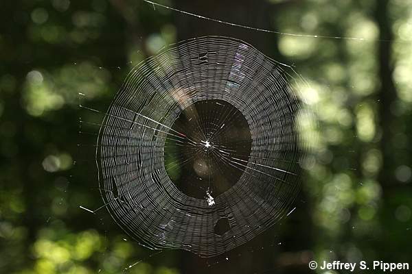 Spined Micrathena (Micrathena gracilis)