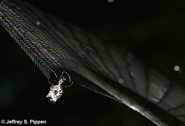 Spined Micrathena (Micrathena gracilis)