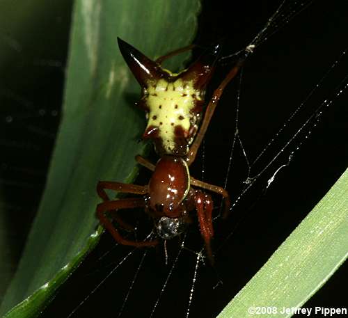 Arrow-shaped Micrathena (Micrathena sagittata)