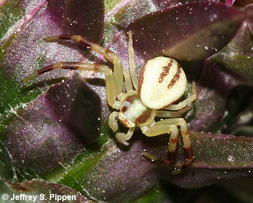 Whitebanded Crab Spider (Misumenoides formosipes)