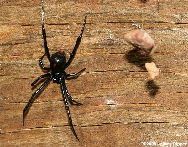 Northern Black Widow (Latrodectus variolus)
