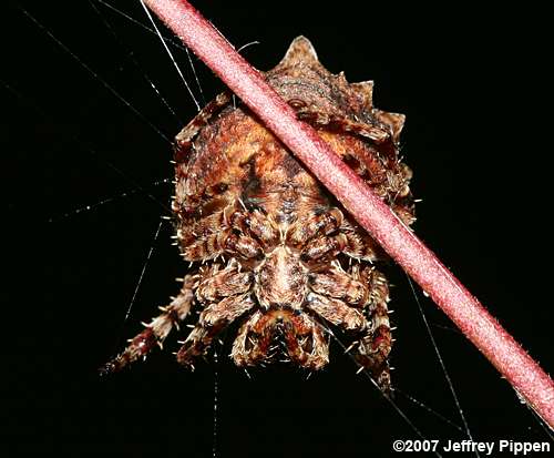 Acanthepeira orbweaver spider