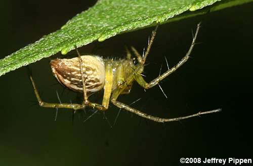 Striped Lynx Spider (Oxyopes salticus)