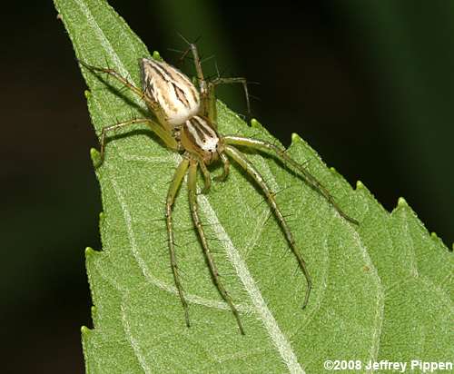Striped Lynx Spider (Oxyopes salticus)